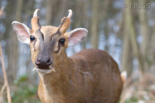 strangebiology:ALL* the fanged deer species*except some of these have multiple species thereinWater 