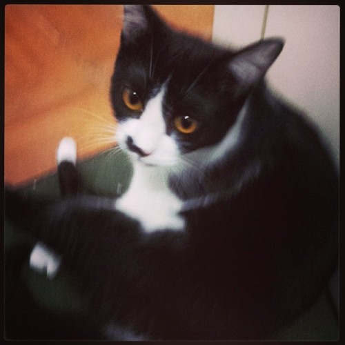 Soraya :3 #cat adult photos