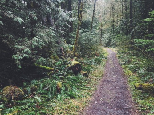 justapplyyourself:Fish Creek Trail. Three Lynx, Oregon.