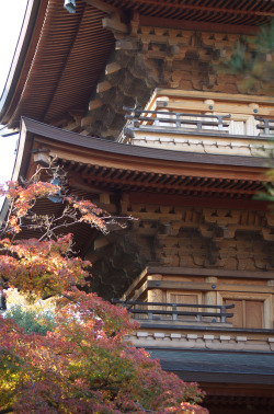 vnformed:  紅葉の豪徳寺 2013年11月23日 (by Tokutomi Masaki) 