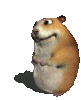 Live Laugh Lament Upon The Miseries Of This Forsaken World Do You Like The Hampster