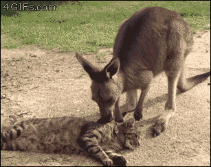 4gifs:  Let me love you, m8! [video] 