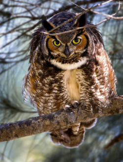 cloudyowl:  Great Horned Owl by hallograph(Jake