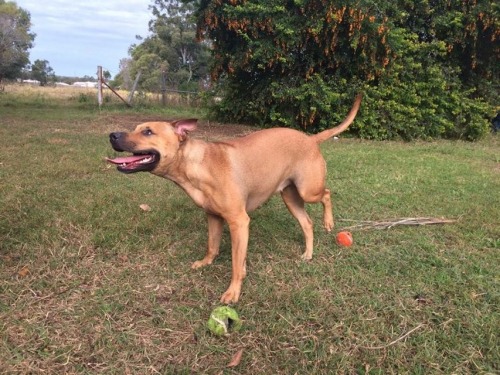 handsomedogs:  This is Katie, my APBT mix