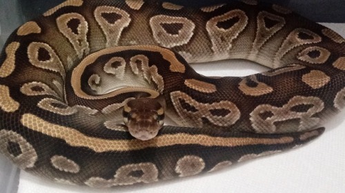 booping-the-snoot:Mojave girl getting ready to shed.