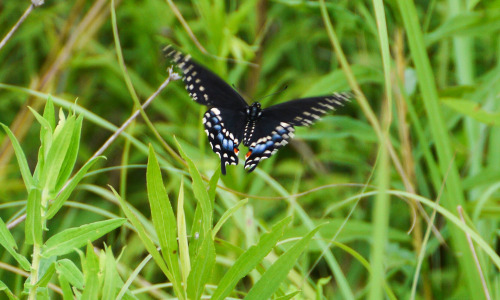 Black SwallowtailErbe Grasslands, WI, 7-28-16