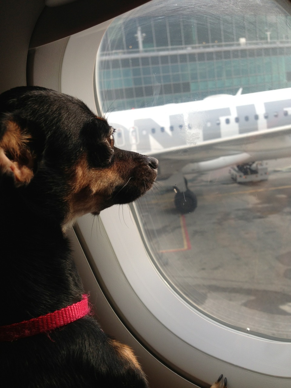 thundorus:  will my husband ever return from war 