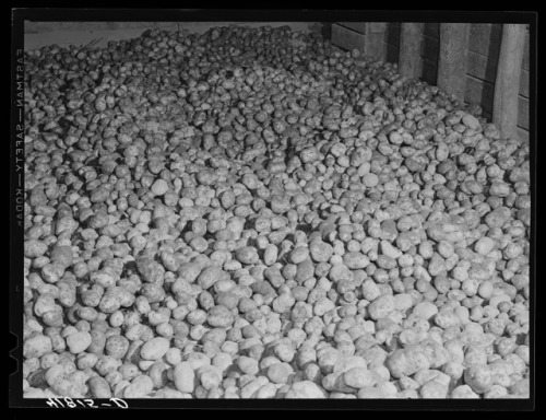 Workers at oneof the farms of the Woodman Potato Company, eleven miles north ofCaribou (Maine, 1940)