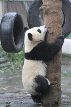 giantpandaphotos:  © Jeroen Jacobs.