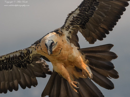 Bearded Vulture (Gypaetus barbatus) © Mike Barth