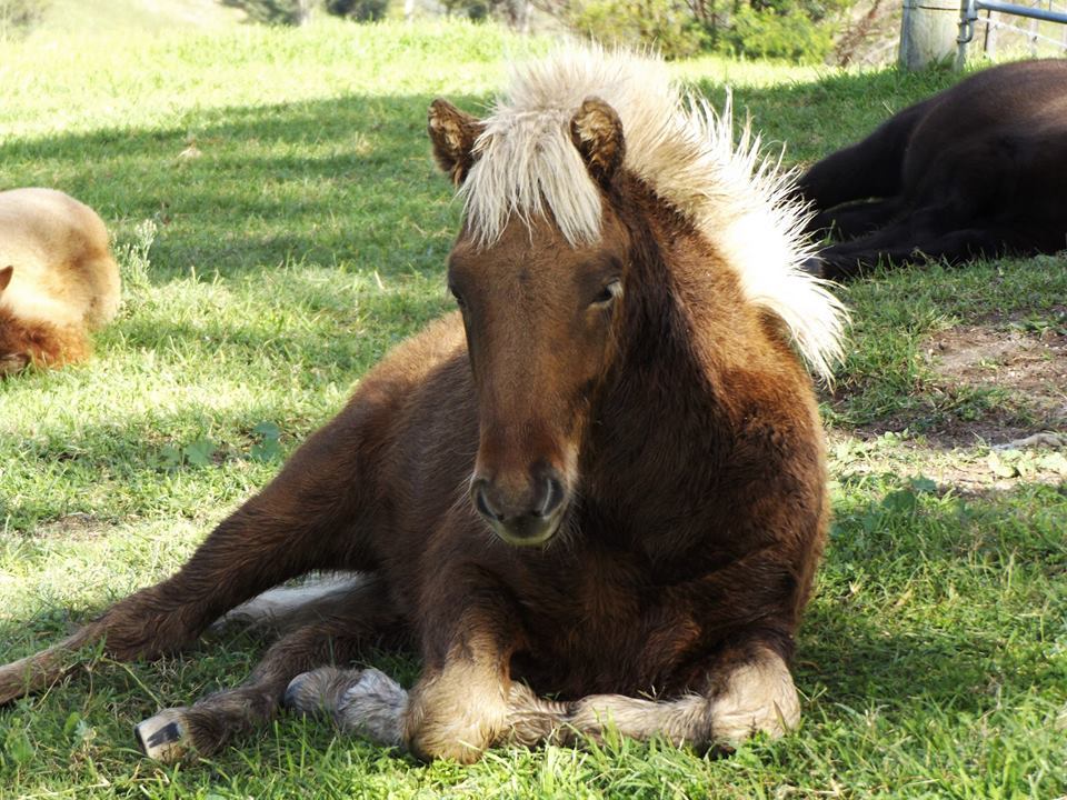scarlettjane22:    Megalong Icelandic Horses  