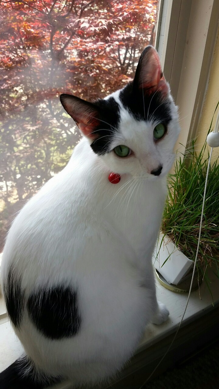A high-quality cat for your dashboards