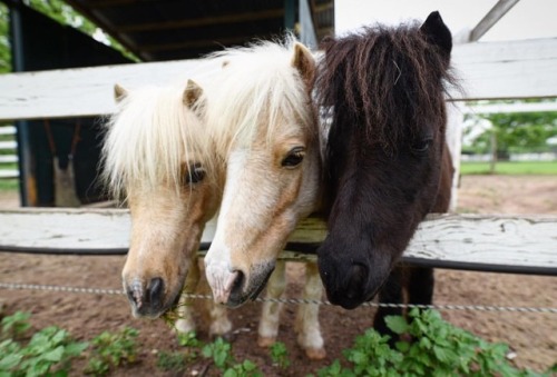 Miniature ponies!! • • • • #horse #horses #nature #horsesofinstagram #animal #animals #animalsofinst
