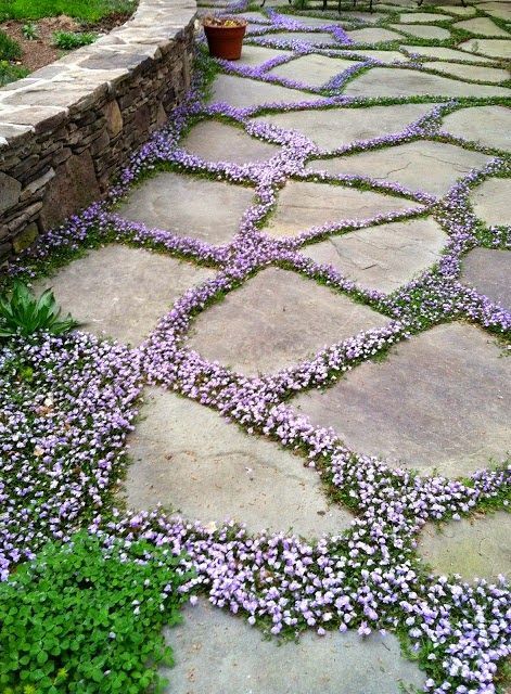 flowersgardenlove:  flowering ground cov Beautiful gorgeous pretty flowers 