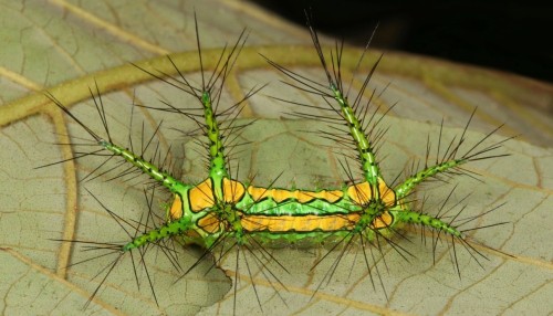 Stinging Nettle Slug Caterpillar (Cup Moth, Limacodidae)