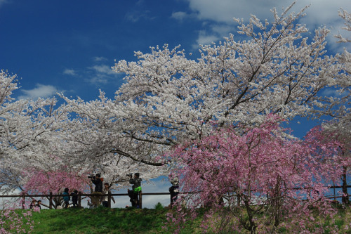 spring scenery by SETSUNA+ on Flickr.