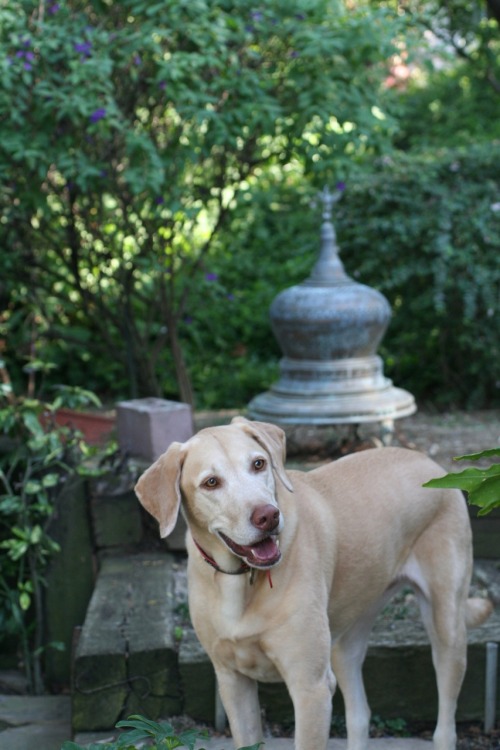 handsomedogs:Astrid the Weimador