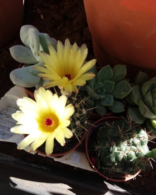 Notocactus in flowers!!! #notocactus #notocactusleninghausii #notocactusflowers #cactuslover #cactus