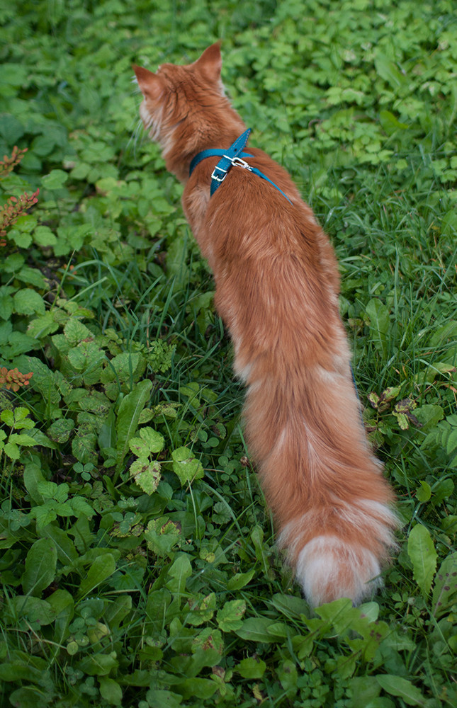 mostlycatsmostly:  (via batanechka)