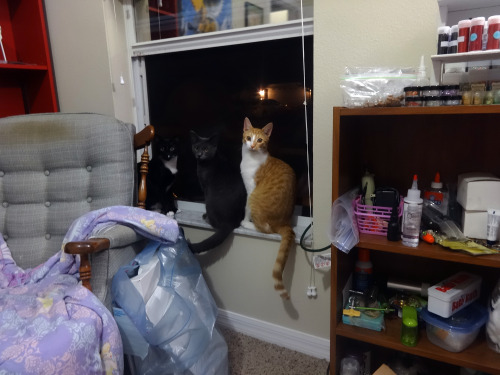 Our three kittens watching my husband and my partner putting up Christmas lights. From L —&