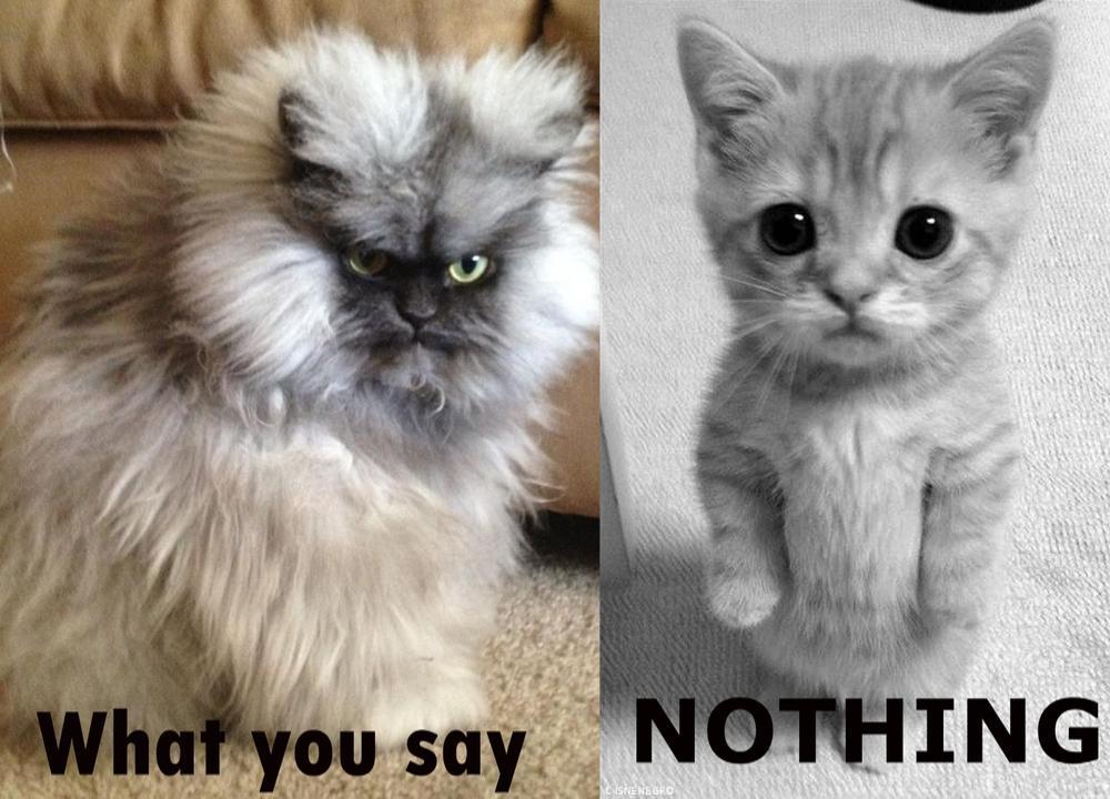 cat-overload:  what you say