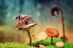 jadeskyewalker:celtic-forest-faerie:{Snail Magic} by {Zainalelcoerra}I love how these photos were edited!