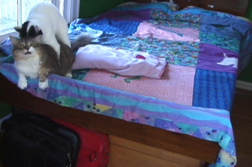 redditfront:  “My dad hid a camera to find out why the cats kept sneaking into my old bedroom after I’d left for college…” - via http://ift.tt/29s6vEl