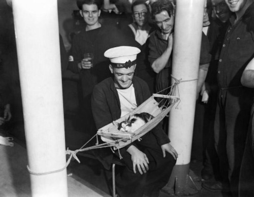 viktor-sbor:1941.The ship’s good luck charm “Convoy“, Hermione‘s ship’s cat, sleeps in his own hammo