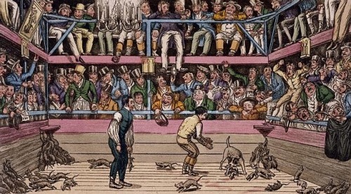 The Wonderful Sport of Rat Baiting,In Victorian Britain rat baiting was a ghoulish yet very popular 