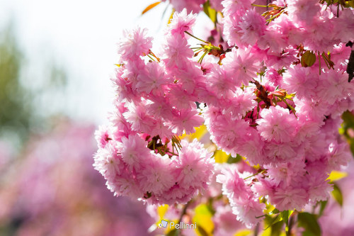 pink flowers of cherry blossom in spring season. beautiful floral nature background in the garden - pink flowers of cherry blossom in spring season. beautiful floral nature background in the garden #sakura#blossom#background#cherry#spring#flower#pink#japanese#branch#nature#garden#petal