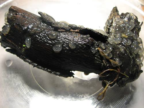 planorbidae egg masses on driftwood