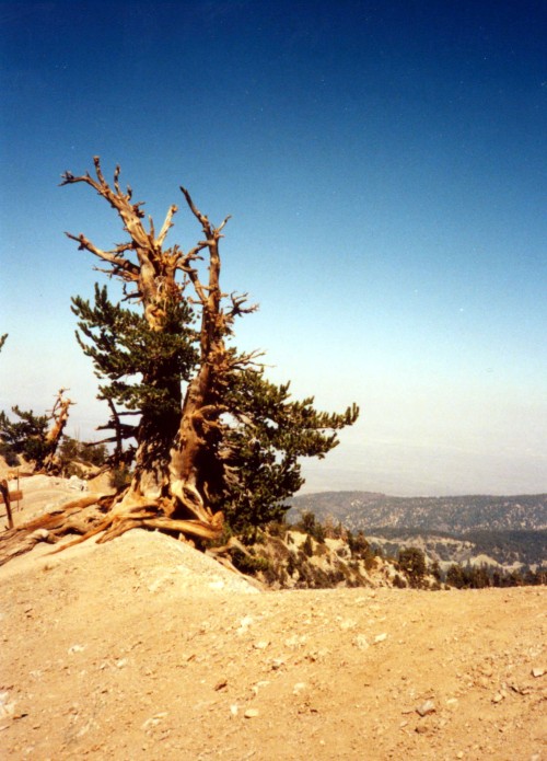 Wind Sculpted Jeffrey Pine Tree (Pinus jeffreyi), Devil’s Backbone Trail to Old Baldy (Mt. San Anton