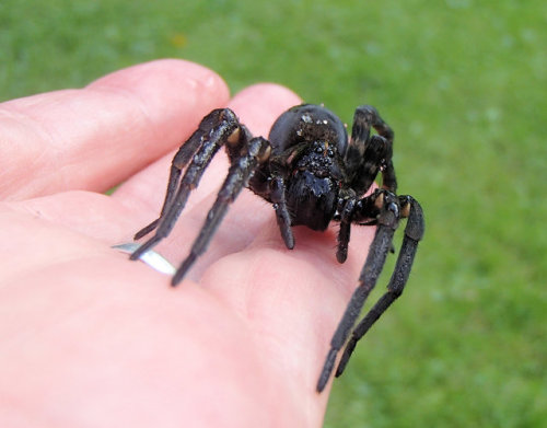 9/20/17               Tigrosa aspersa Adult FemaleHow wet can a wet pet get.Class Arachnida (Arachni