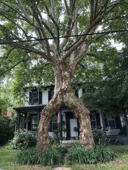 sixpenceee:  “A  couple months ago, reddit taught me that newlyweds used to plant  sycamore trees on both sides the walkway leading to their house, then  join them together to symbolize two becoming one. Today I saw it for the  first time.”Posted