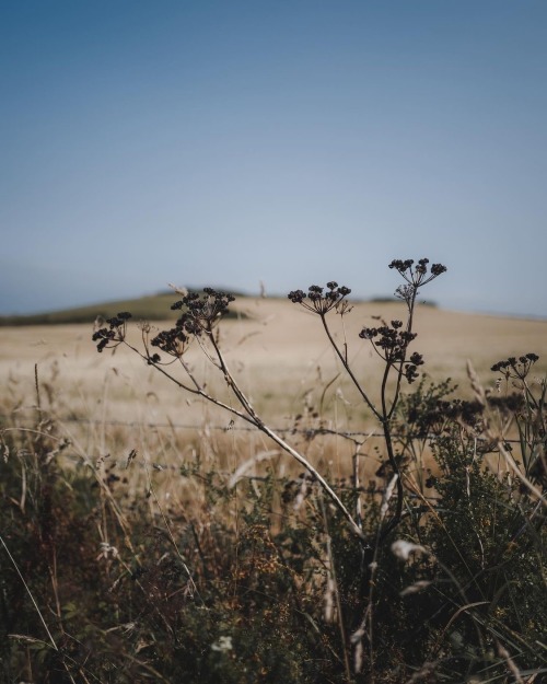 Instagram | Thewildwoodmoth