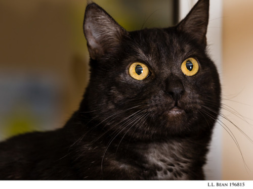 [image description: A black cat with yellow eyes stares out into the distance. Only his head and sho