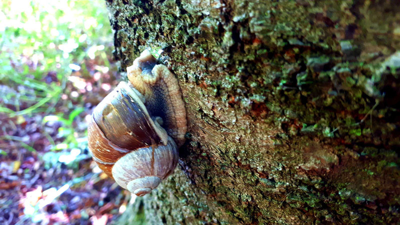 Die Schnecke