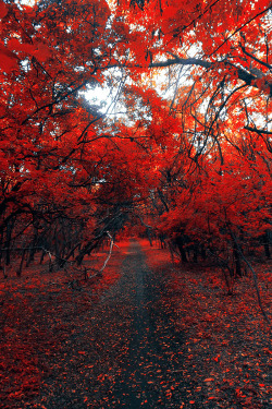 banshy:  Red Trees | Oleg Zaharchenko   