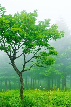 disminucion:  The tree in the fog, Dae-heung