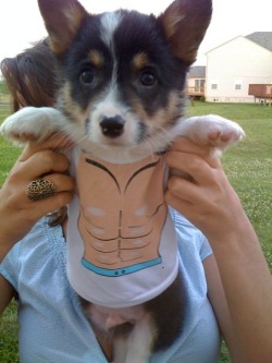 corgiaddict:  corgidogsorg:  Mighty from Ohio! :)  This is ridiculous