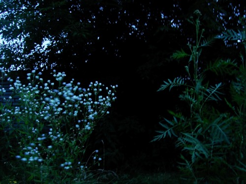 ninquelen: ghostly meadow, hundreds of grasshoopers and petrichor at dusk