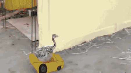 Baby ostrich race cars.
