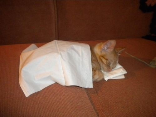 worldofthecutestcuties:  her own kleenix bed.