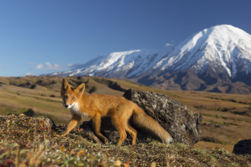 Warcrimesimulator:anadyr Red Fox (Vulpes Vulpes Beringiana)Kamchatka Peninsula, Russian