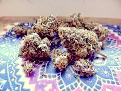 stoned–princess:  got an eighth of some pretty purps last night😍💜