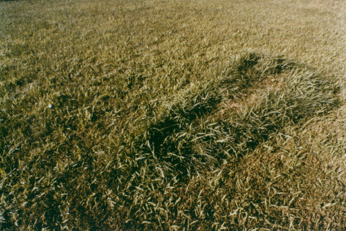 Ana Mendieta, Untitled (From the Silueta Series), 1978