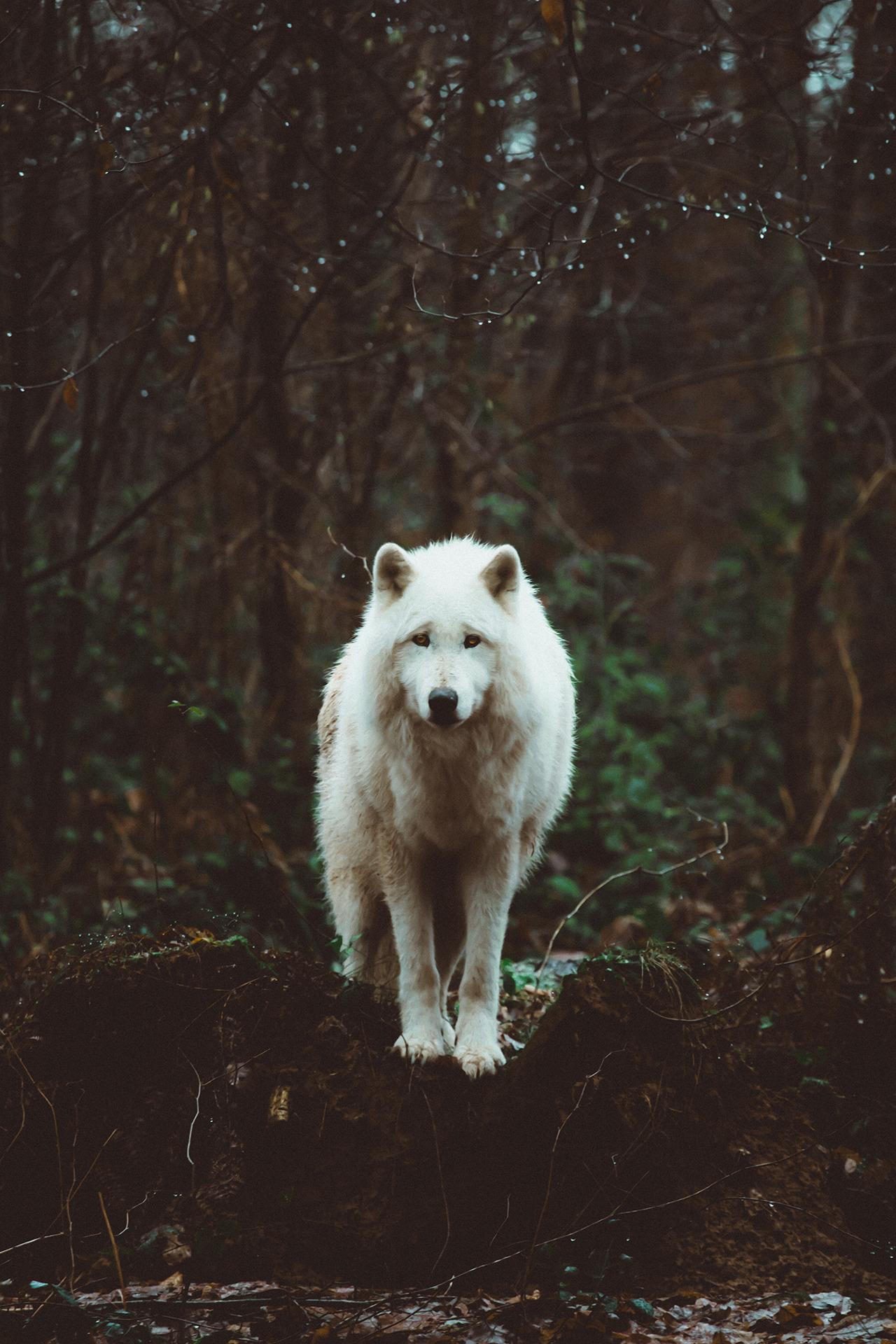 aestum:  (by Pascal Mopped)