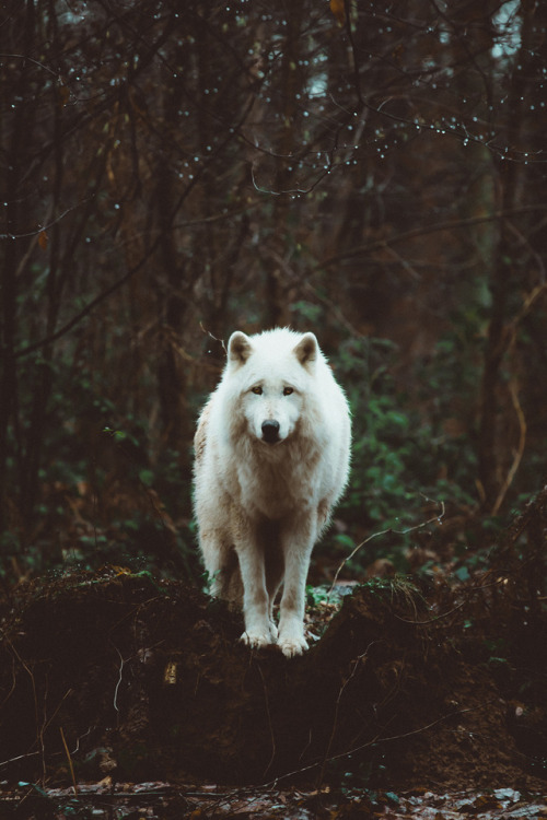 aestum:  (by Pascal Mopped)