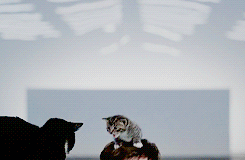 typicalcrazy - Crazy Sparrow in search of serials