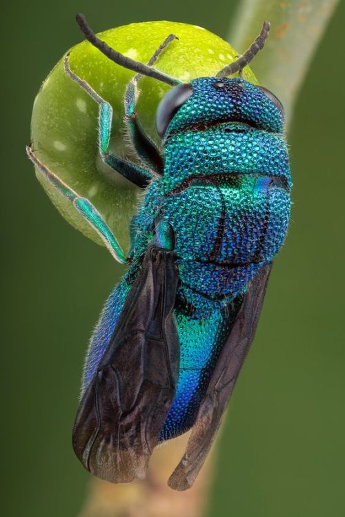 wtxch: Cuckoo wasp